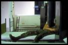 unknown soldier: yong jian tze on bed in bunk