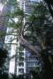 office building with organic tree in foreground