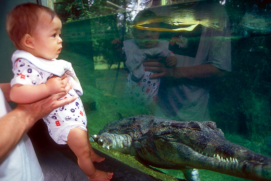 jasper exchanges meaningful glances with a crocodile