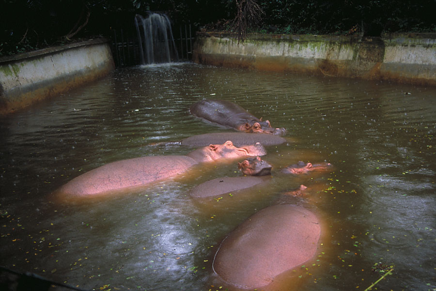 the happy hippo: hippopotami drowsing in a pond, in rain