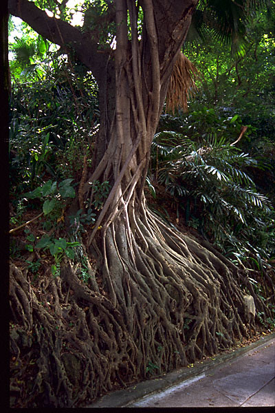 roots of strangler fig? Vertical
