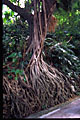 roots of strangler fig? Vertical