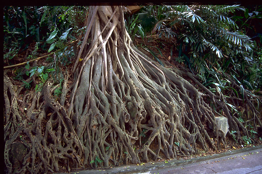 roots of strangler fig? horizontal