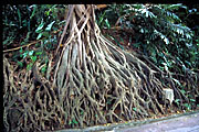 roots of strangler fig? horizontal