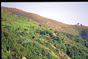 green landscape