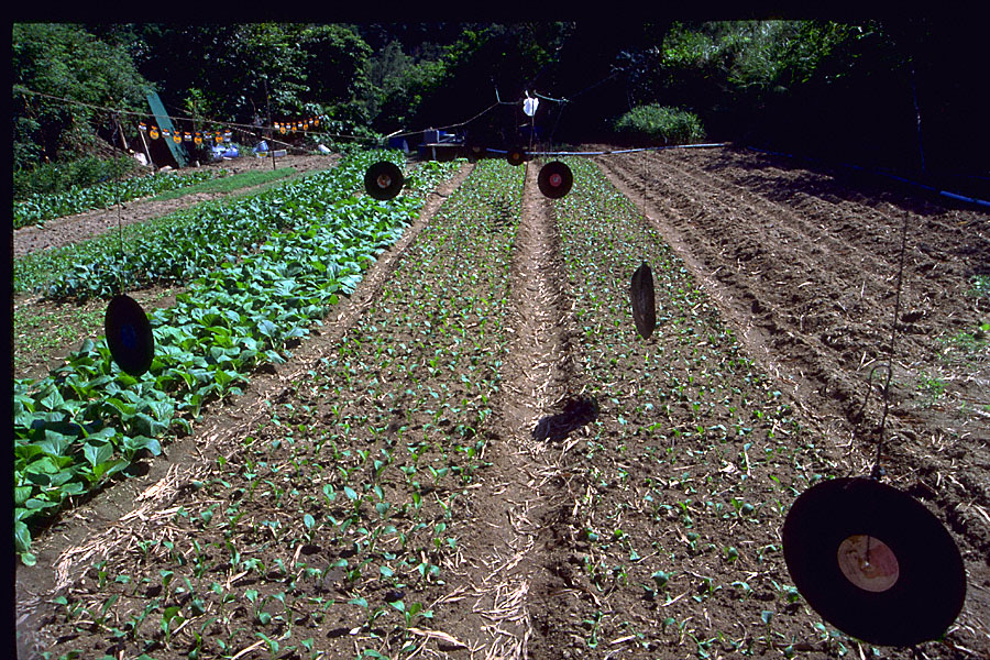 vinyl records used as scarecrows above field