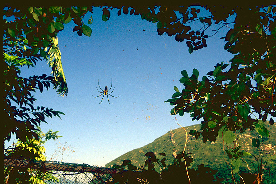 big spider against blue sky