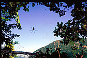 big spider against blue sky