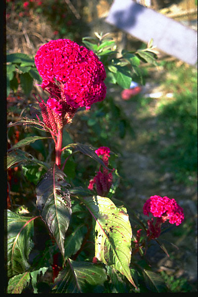 intriguing red-purple flower composed of many florets