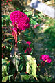 intriguing red-purple flower composed of many florets