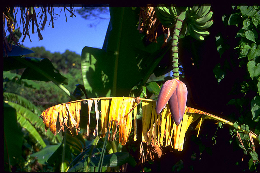 banana tree with bedraggled yellow leaf frond, green unripe bunch of fruit, and flower