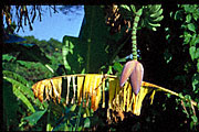 banana tree with bedraggled yellow leaf frond, green unripe bunch of fruit, and flower